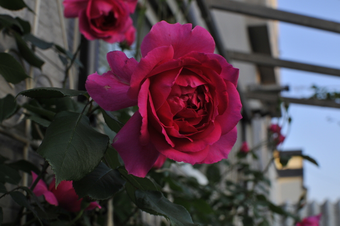 皆持ってる パレード ｊｕｄｅの庭と薔薇のカヲリ