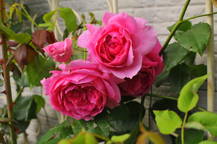 皆持ってる パレード ｊｕｄｅの庭と薔薇のカヲリ