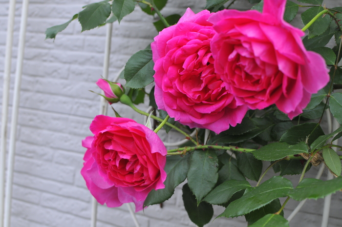 皆持ってる パレード ｊｕｄｅの庭と薔薇のカヲリ