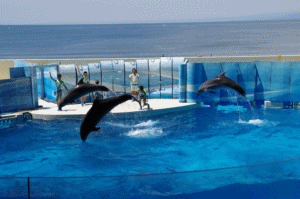 d0031171_9591510.gif