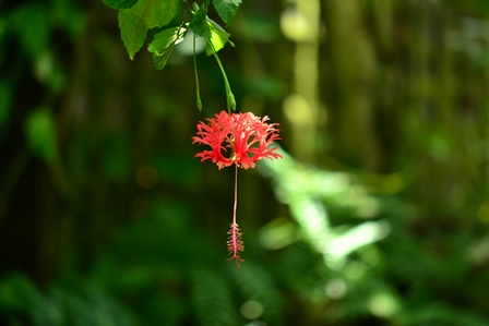 花の文化園　フルルガーデンへ　　２０１３－７－２１_d0163073_1649378.jpg