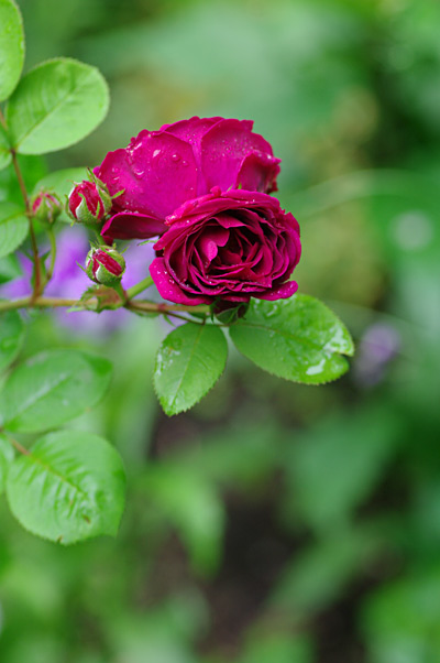 バラ・薔薇・薔薇_e0081973_19384922.jpg