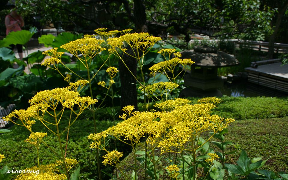 長谷寺 小暑に秋の花_e0182674_21533426.jpg