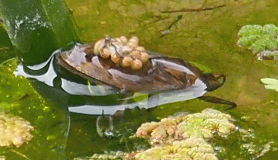 b0108186_23584970.gif