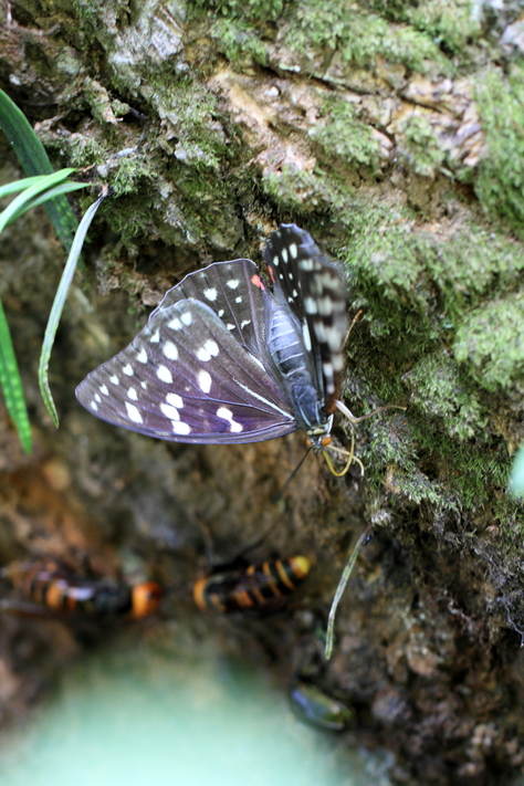 e0123889_201108.jpg