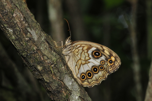 a0214490_1812925.jpg