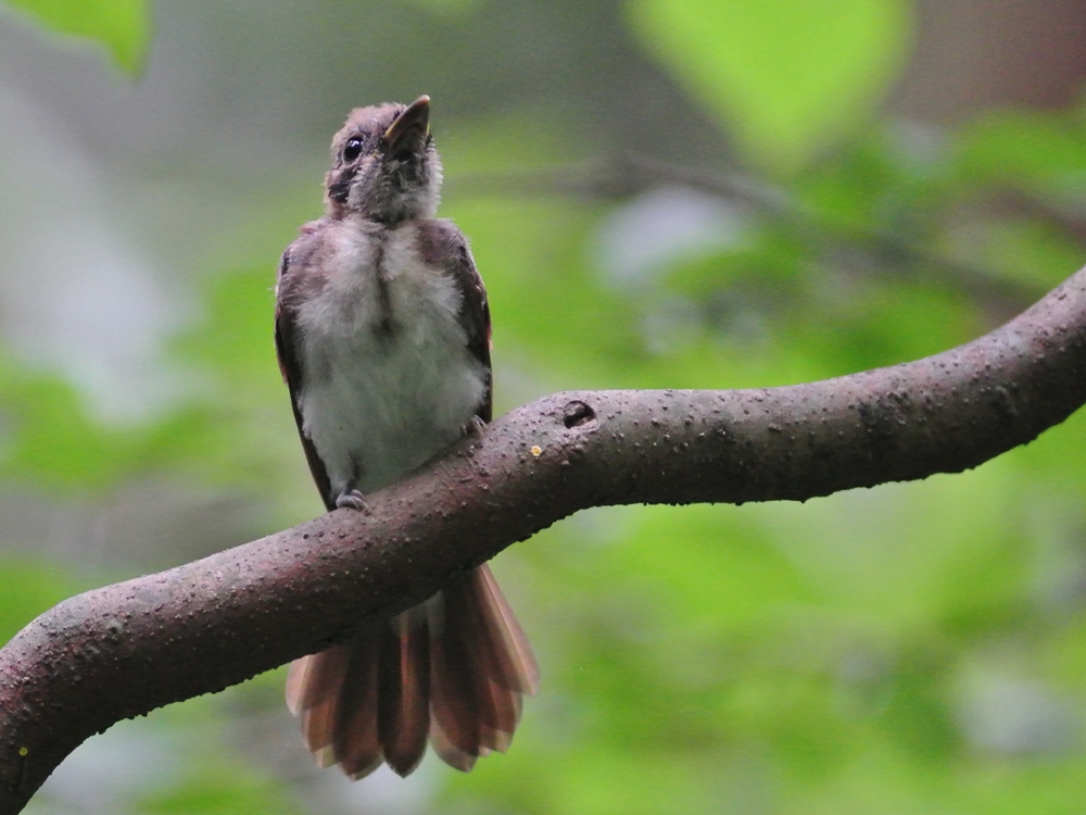 「一番子です」　サンコウチョウ（三光鳥）/Japanese Paradise Flycatcher_a0223993_0275872.jpg