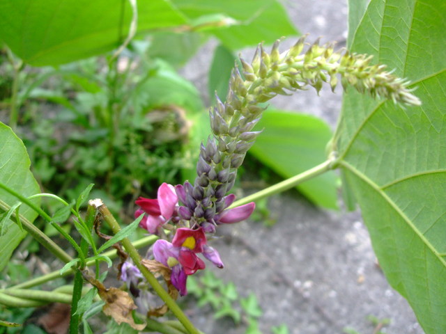 葛の花とネムノキの咲く広瀬川へ_f0100593_11562198.jpg