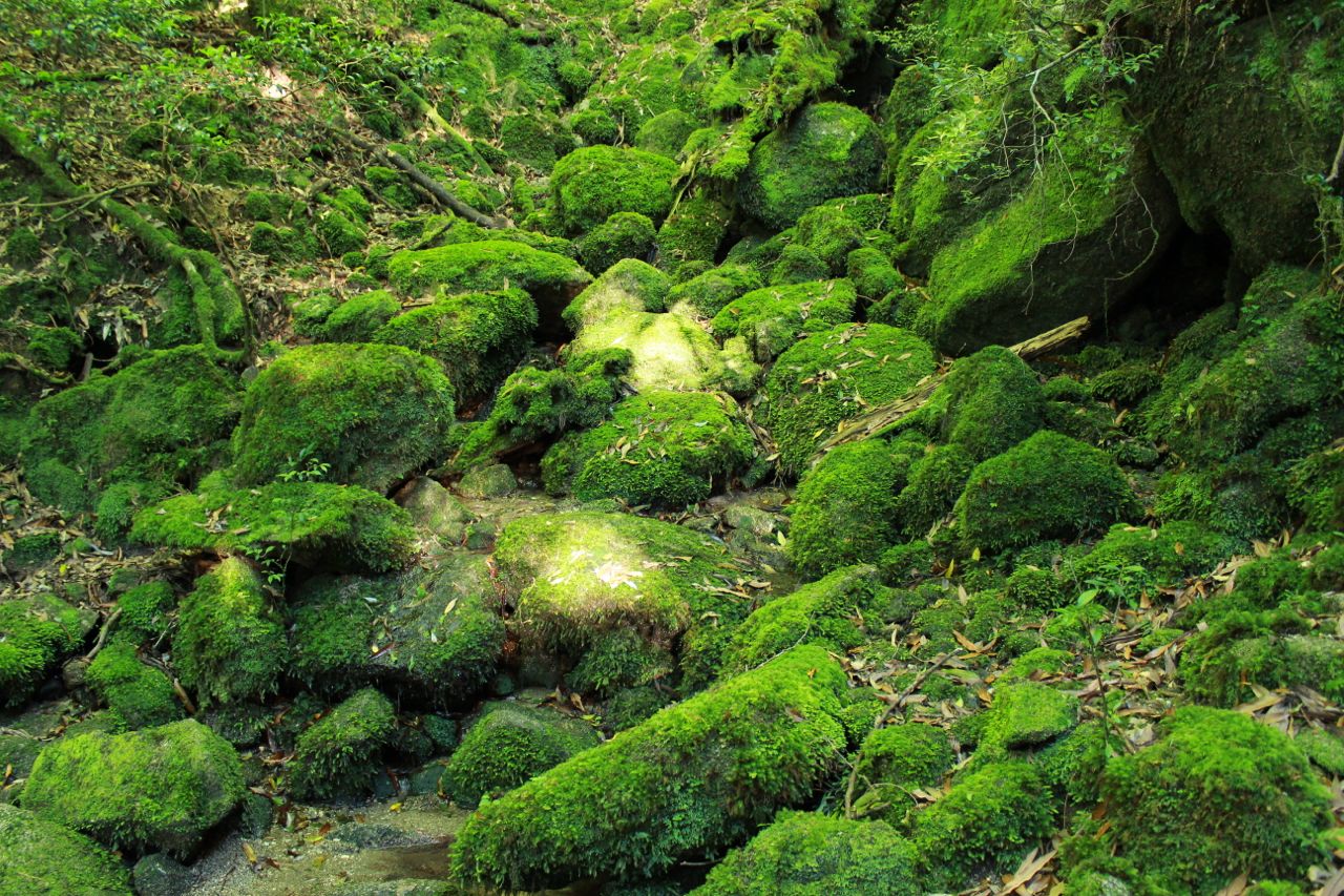 白谷雲水峡 苔むす森 In 屋久島 Yogaバカ日記帳 白谷雲水峡 苔むす森 In 屋久島 Yogaバカ日記帳
