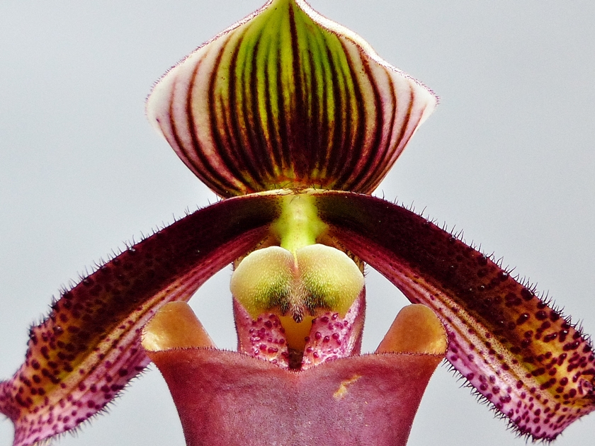 Paphiopedilum superbiens \'Road River\' × \'Suwada\'  その２_a0267399_2258685.jpg