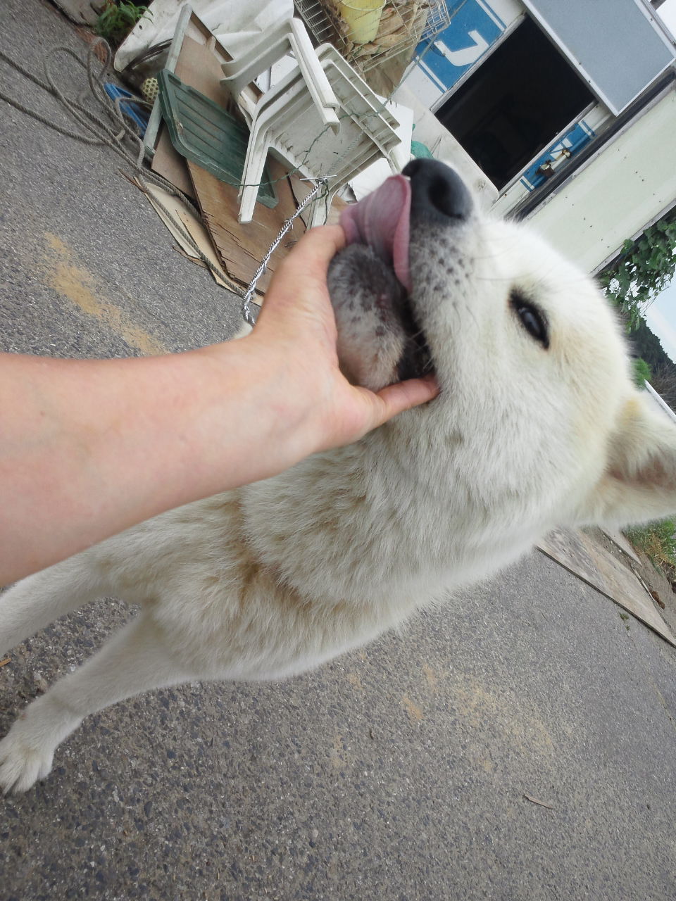 多頭現場に捨てられた秋田犬たち_f0242002_2185866.jpg