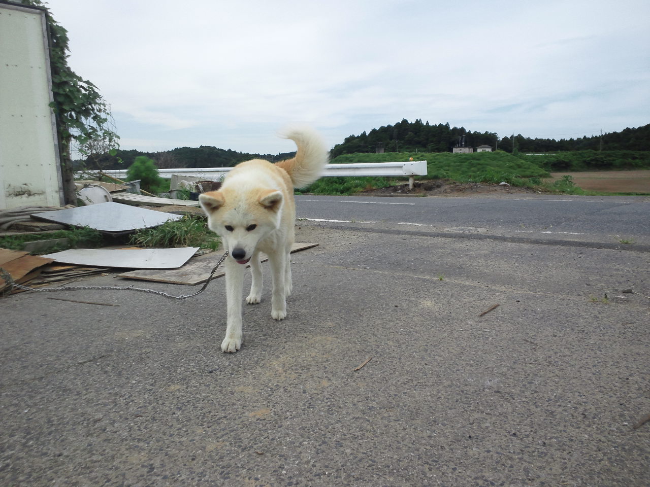 多頭現場に捨てられた秋田犬たち_f0242002_2191318.jpg