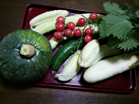 今朝の畑からの収獲野菜です～_c0280206_8133385.jpg