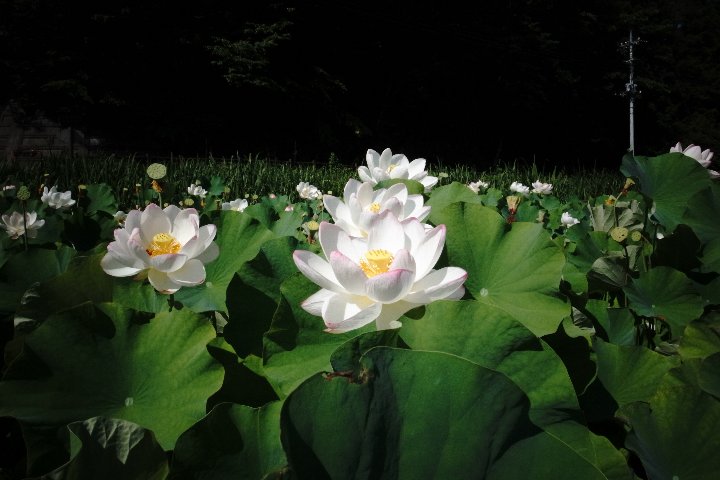 荒川日野の花ハス園 フォト日記 By Yokota Warehouse