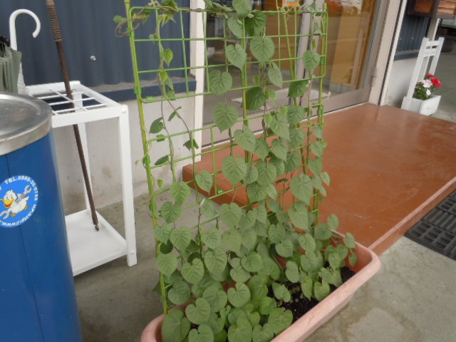 朝顔の花が咲きません(+o+)_c0213517_15171954.jpg