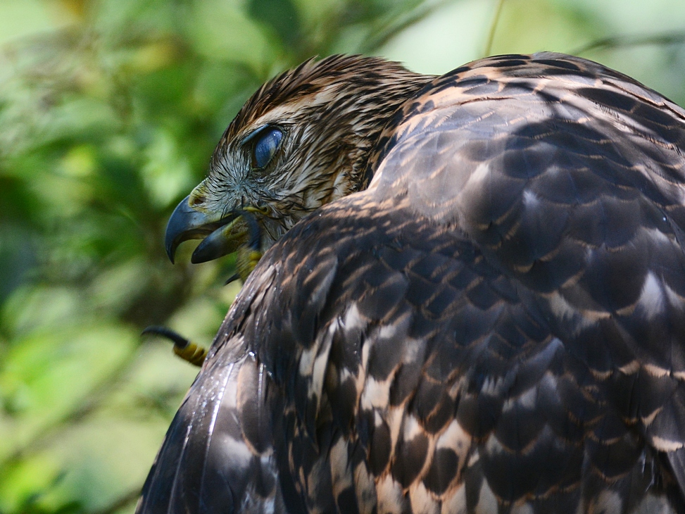 オオタカ幼鳥・・・ポートレイト_a0031821_7134592.jpg