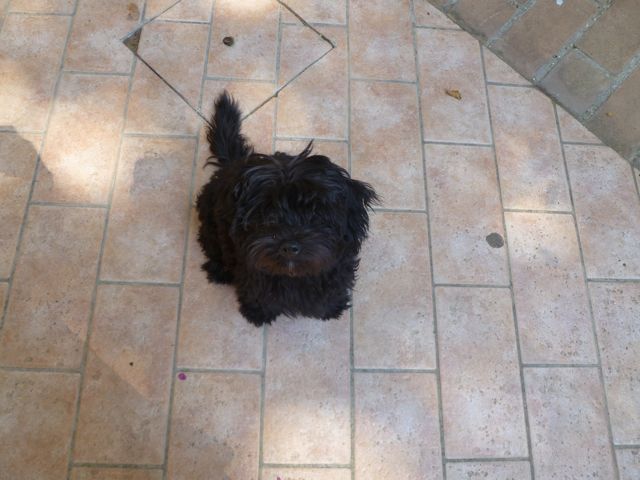 我が家に犬がやってきた！_d0208226_20154328.jpg