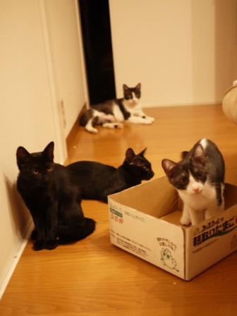 おりこうにゃん決定猫 しぇるらぃらぎゃぉすてぃぁらみるきぃ編。_a0143140_013387.jpg