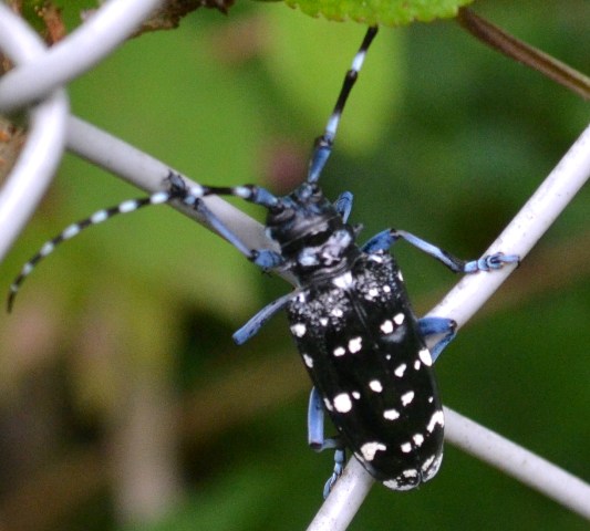 那須の庭のたくましい生き物たち_e0172840_2151912.jpg