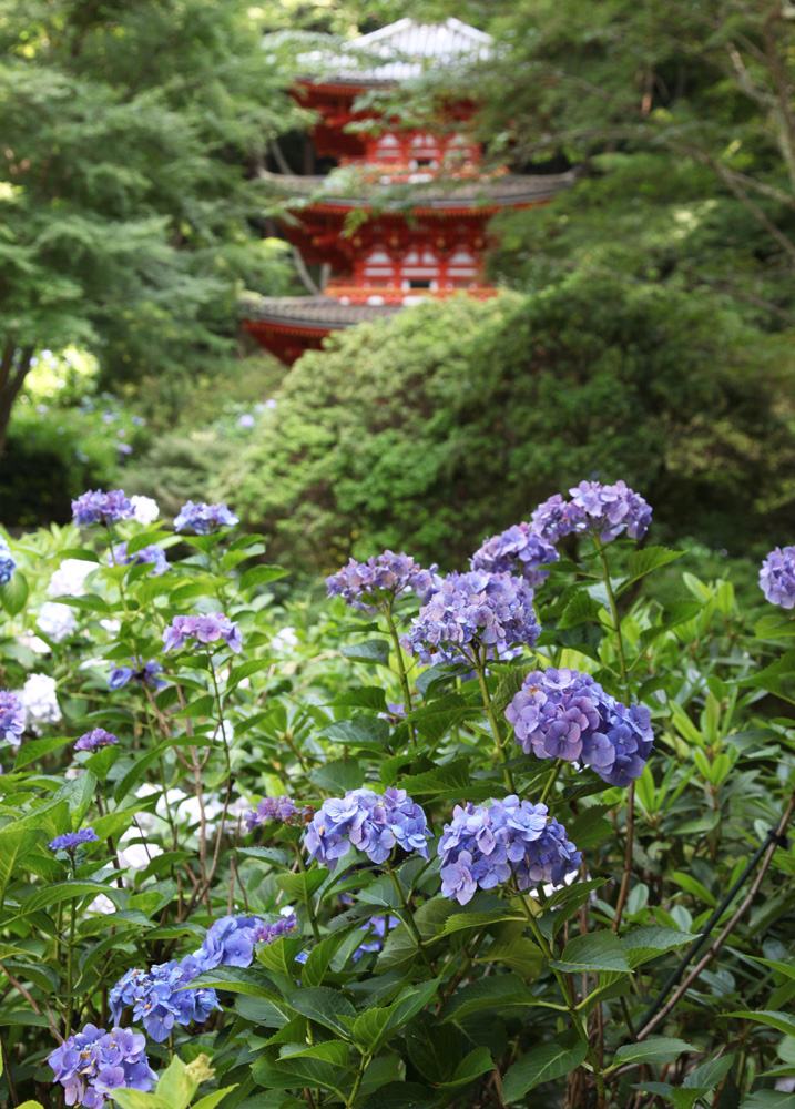 岩船寺　紫陽花_c0108146_19112019.jpg