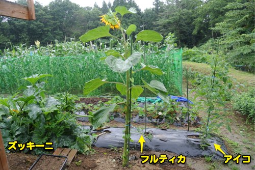 今日の閃き_c0063348_18592381.jpg
