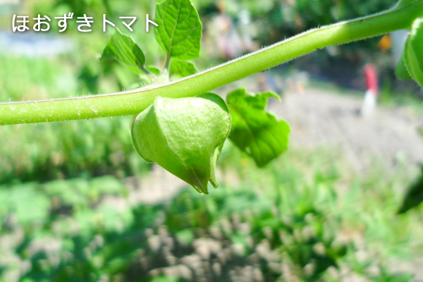 小さな畑通信 7/18_b0016049_14461545.jpg