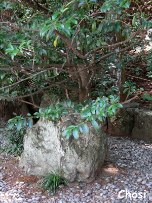 c0004750_10095.jpg