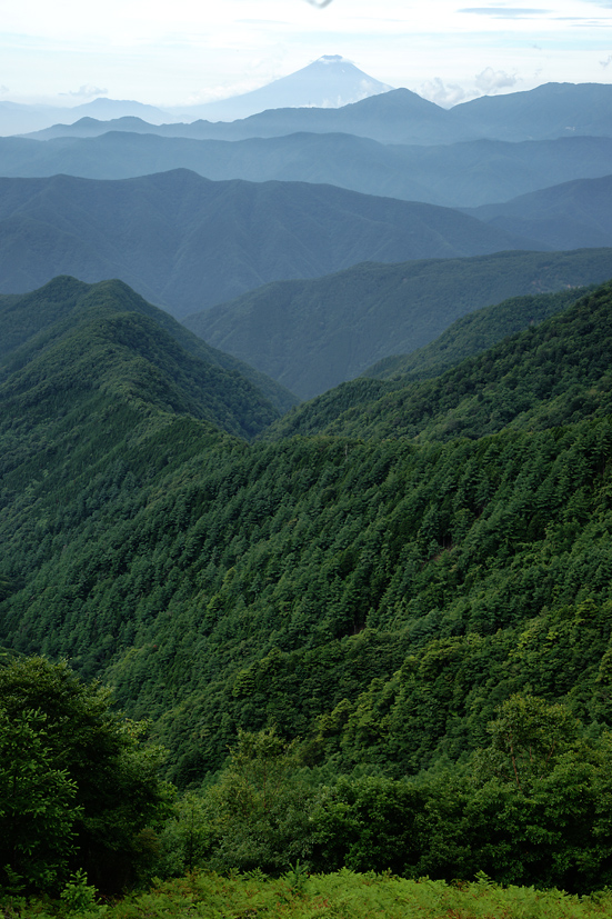 ムシムシ（虫、蒸し）の雲取山_f0016656_23365097.jpg