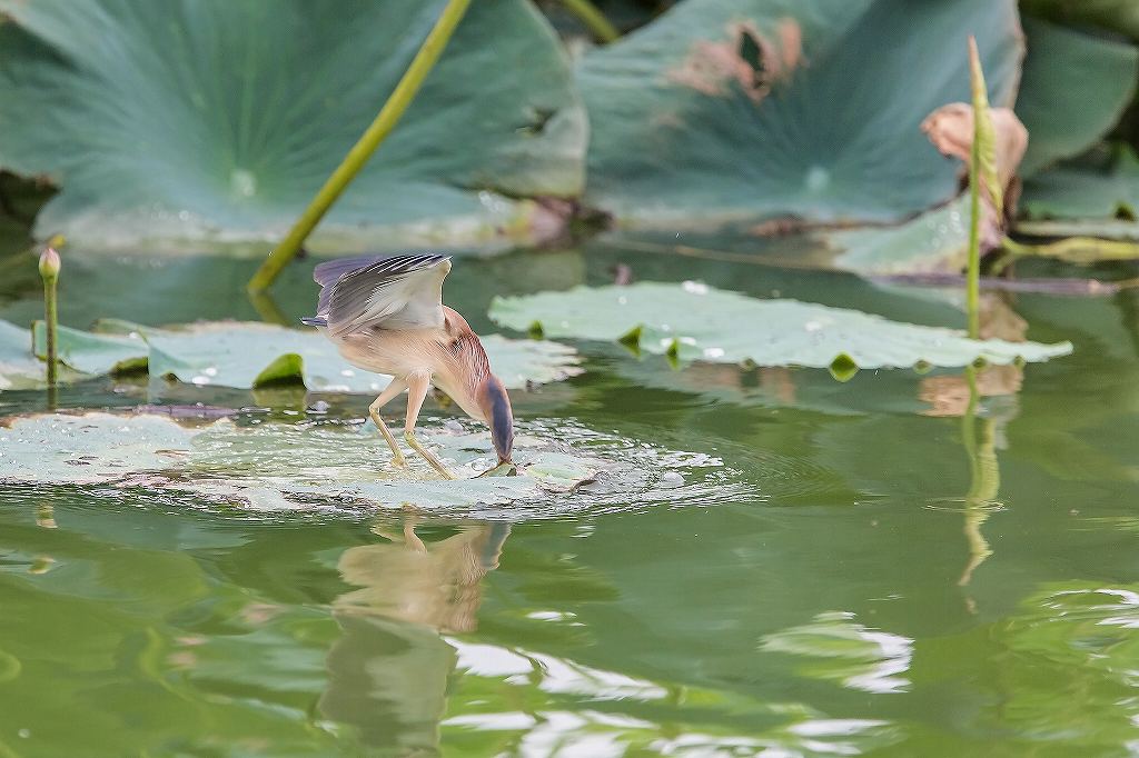 魚を獲ったヨシゴイ_f0044056_942195.jpg