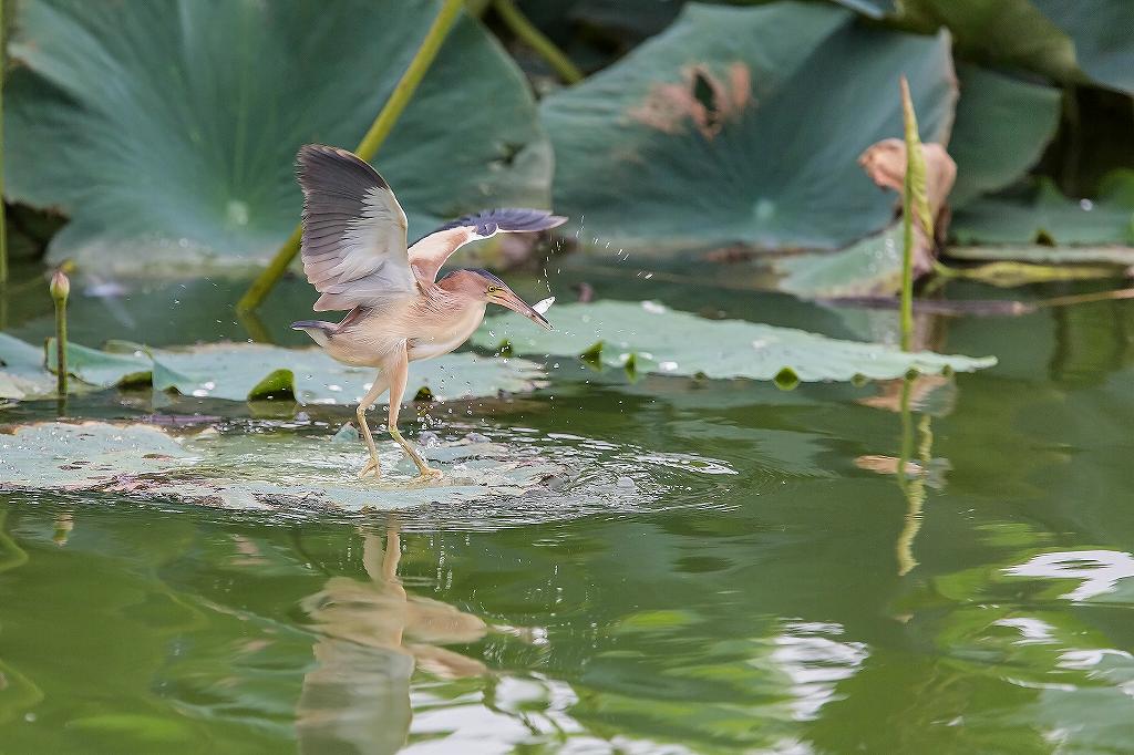 魚を獲ったヨシゴイ_f0044056_955079.jpg