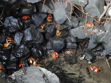 夜の陸ガニたち(カニ調査③)　　in    せんなん里海公園_c0108460_23215594.jpg