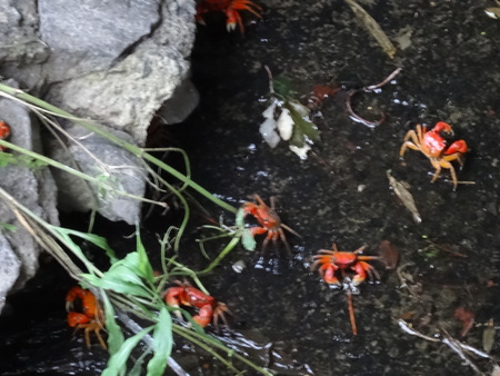 夜の陸ガニたち(カニ調査③) in せんなん里海公園_c0108460_2323688.jpg
