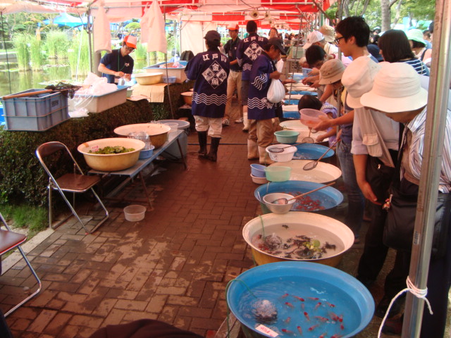 「江戸川区金魚まつり」へ行く。_f0232060_1117217.jpg