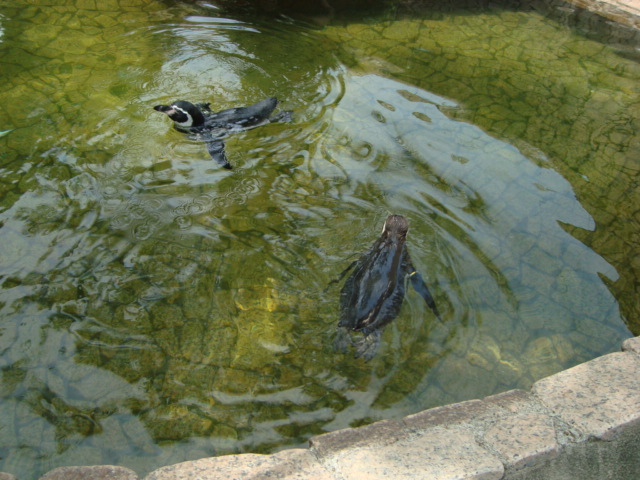 「江戸川区金魚まつり」へ行く。_f0232060_11353755.jpg