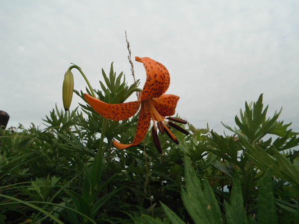 伊吹山ナイトハイク～ご来光登山　その２：御来光　花畑散策編_c0066176_22252939.jpg