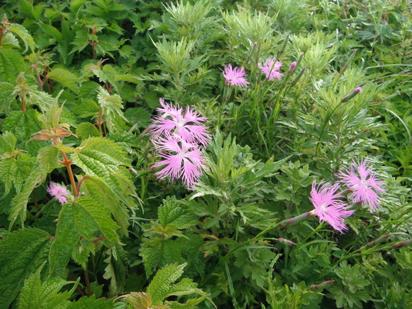 伊吹山ナイトハイク～ご来光登山　その２：御来光　花畑散策編_c0066176_22401378.jpg