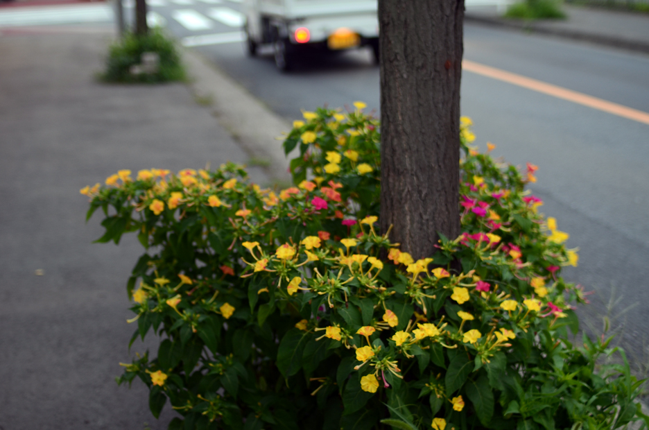 夏のゆうべ_b0194880_202180.jpg