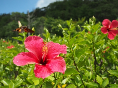 辺野喜ダムのいきものたち_d0240983_20593735.jpg