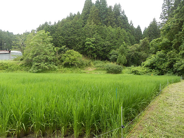 7月22日の田んぼ(月光原小・西根小)_d0247484_14323067.jpg