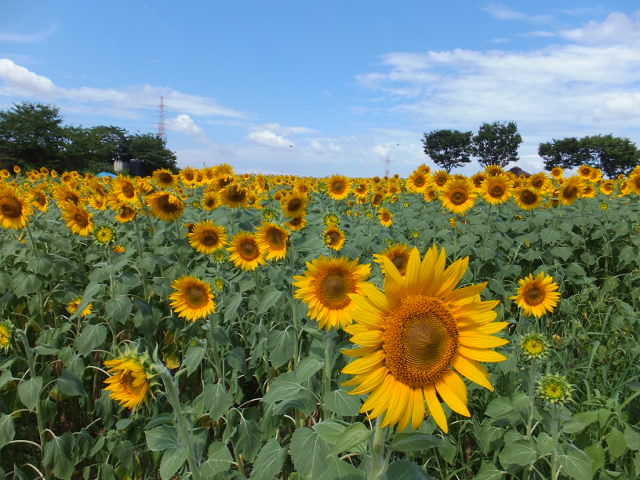 愛知牧場の向日葵（ひまわり）_a0271502_1330954.jpg