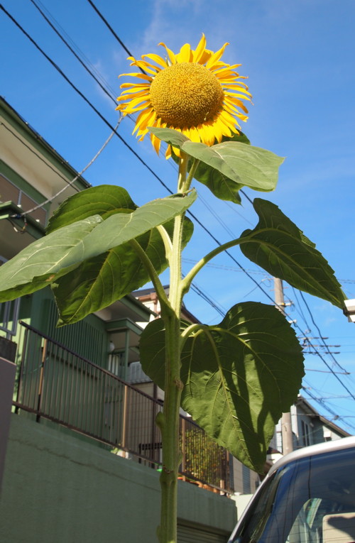 e0131506_19443762.jpg
