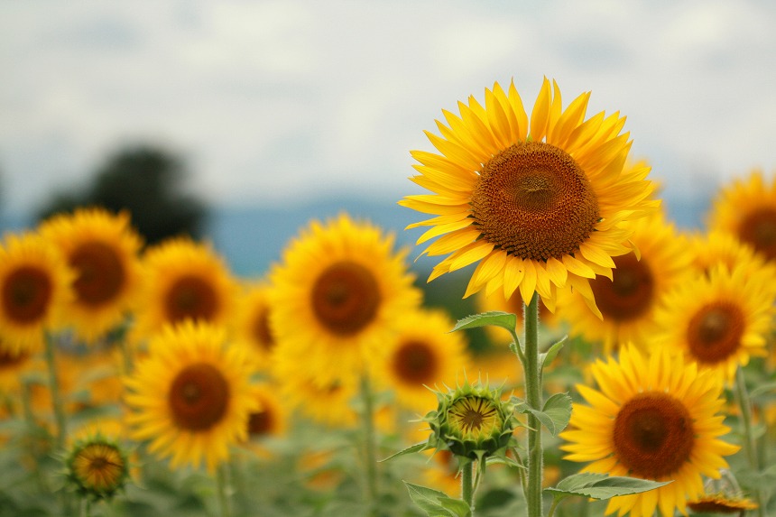 岐阜県羽島市浄化センター北にある田園フラワーフェスタひまわり畑 Fleurs