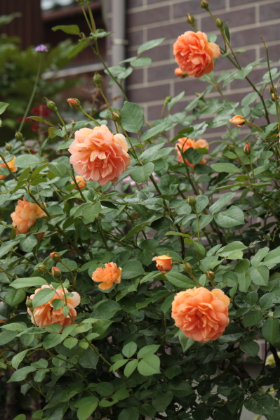 d0001008_19261145.jpg