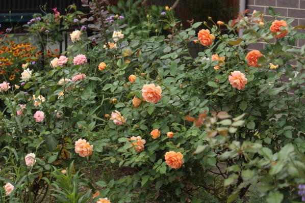 d0001008_19263923.jpg