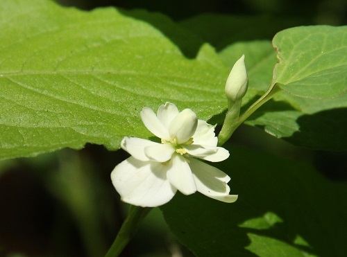 八重蕺草・蕺草_d0177108_338579.jpg