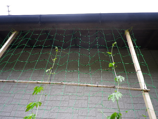 緑のカーテン_e0179508_13443510.jpg