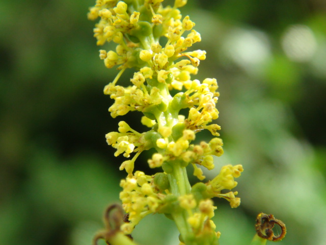 ナンキンハゼの花と実と利用…2014/7/6_f0231709_19282994.jpg