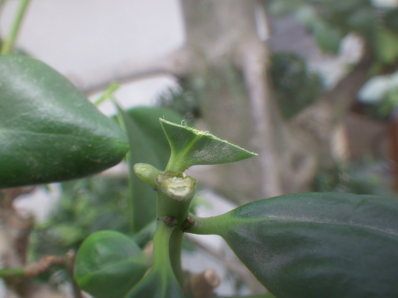 モチノキ剪定 2 植木屋の独り言 モチノキ剪定 2 植木屋の独り言