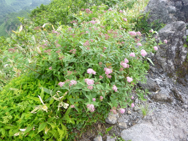d0170615_714340.jpg