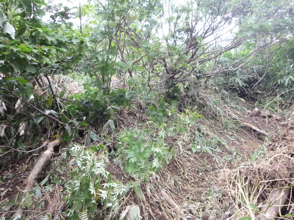 d0170615_72557.jpg